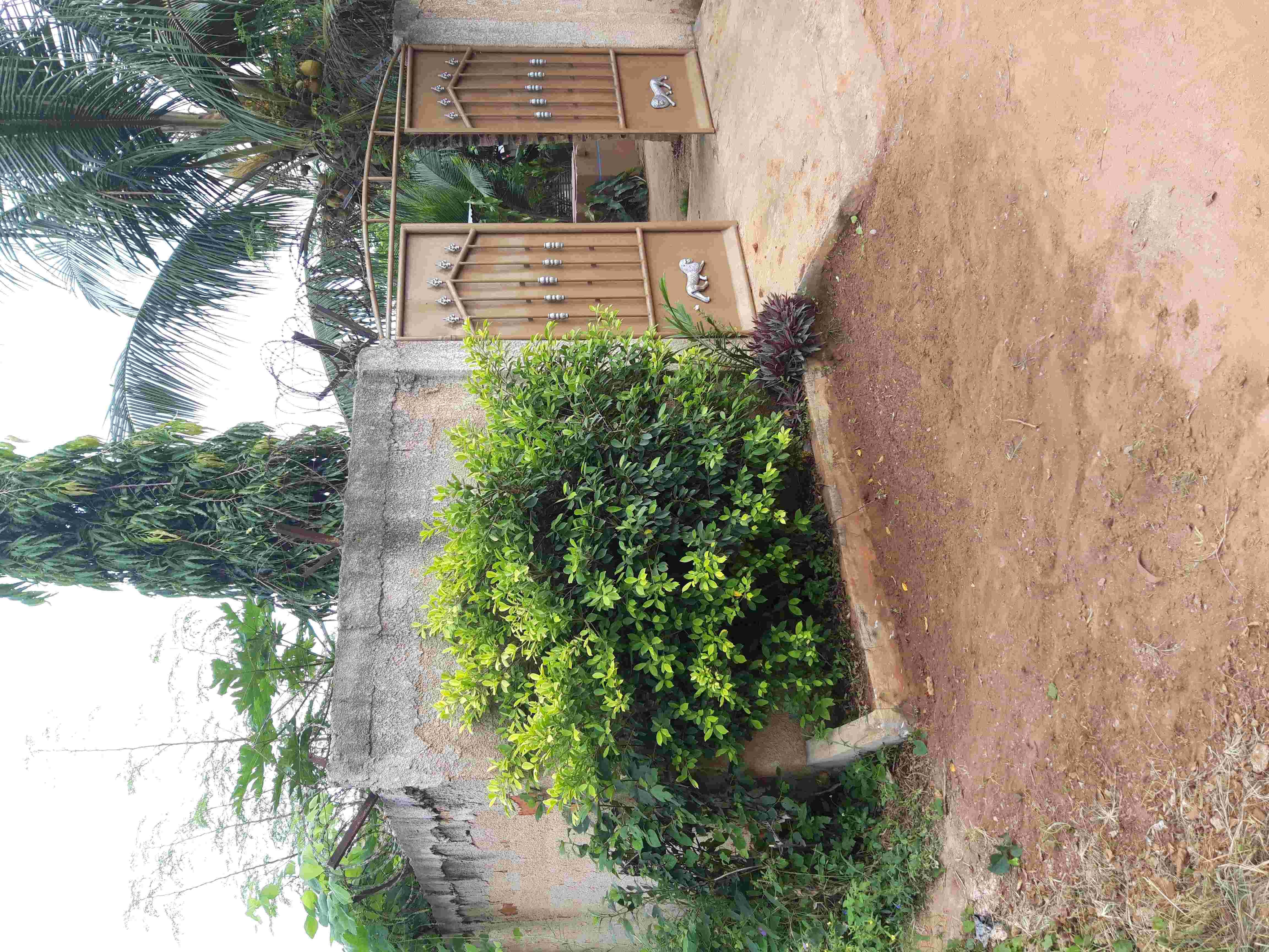 Arbuste à l'entrée