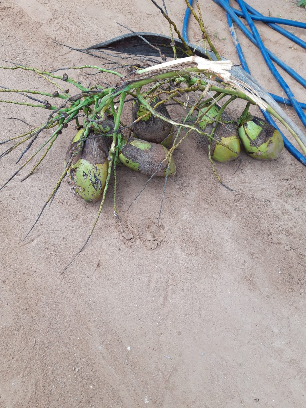 Cocos tombés de l'arbre